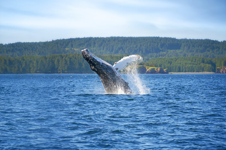 humpback