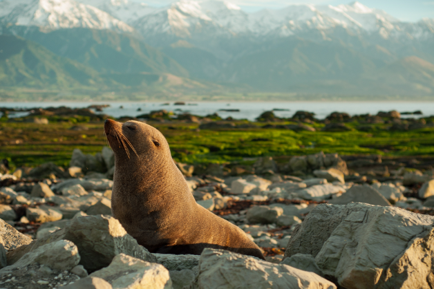 kaikoura