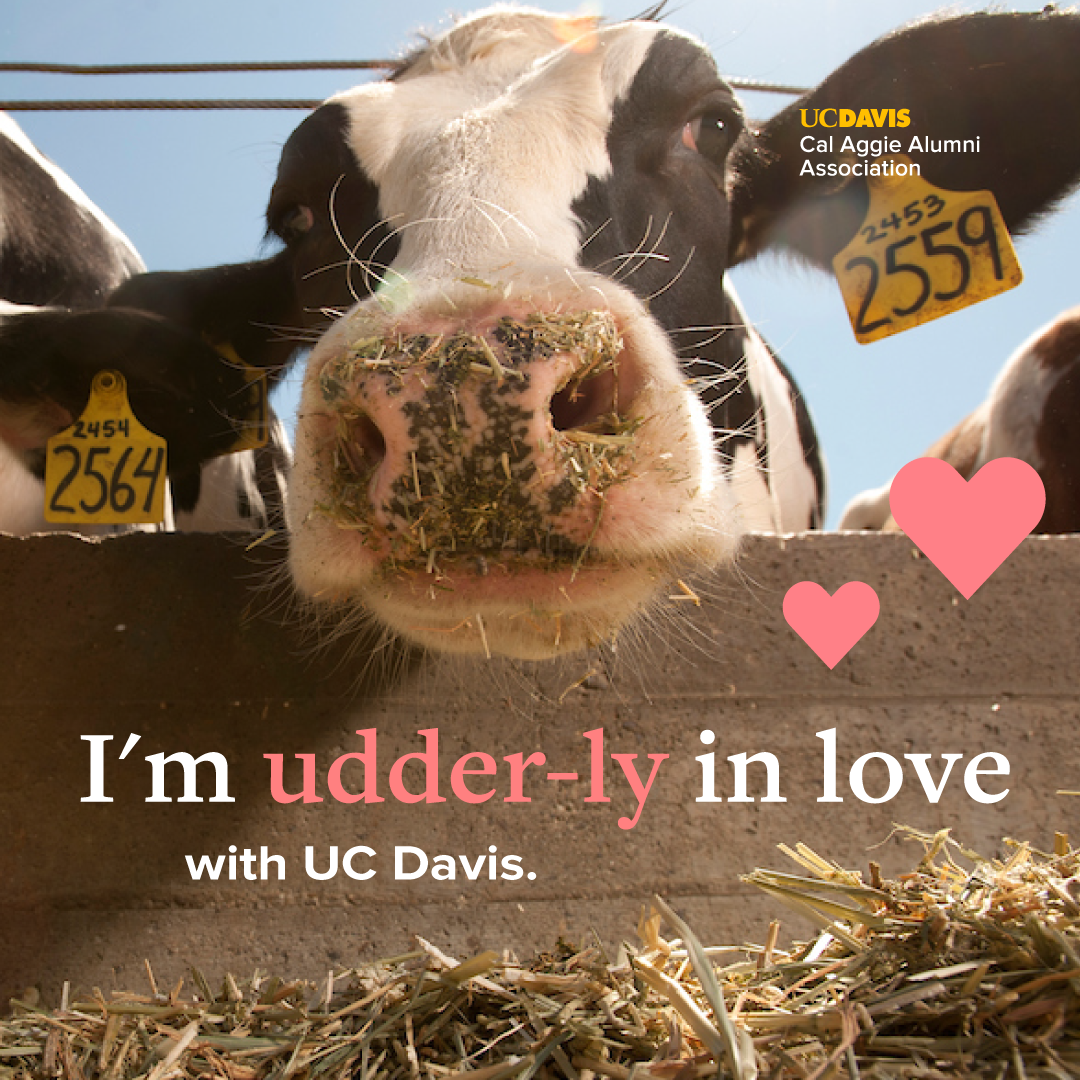 I'm udderly in love with UC Davis