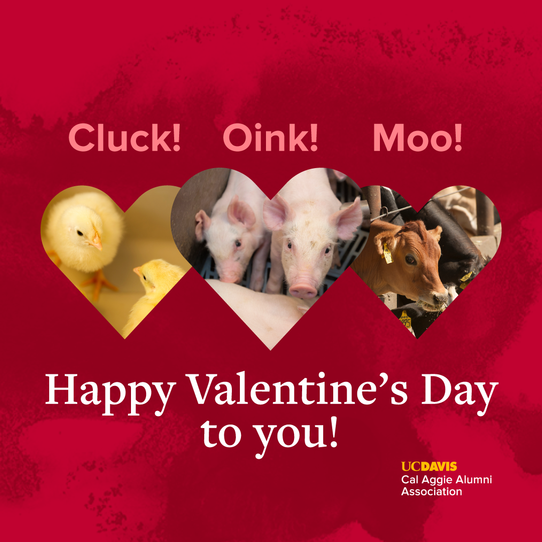 Cluck! Oink! Moo! Happy Valentine's Day to you!