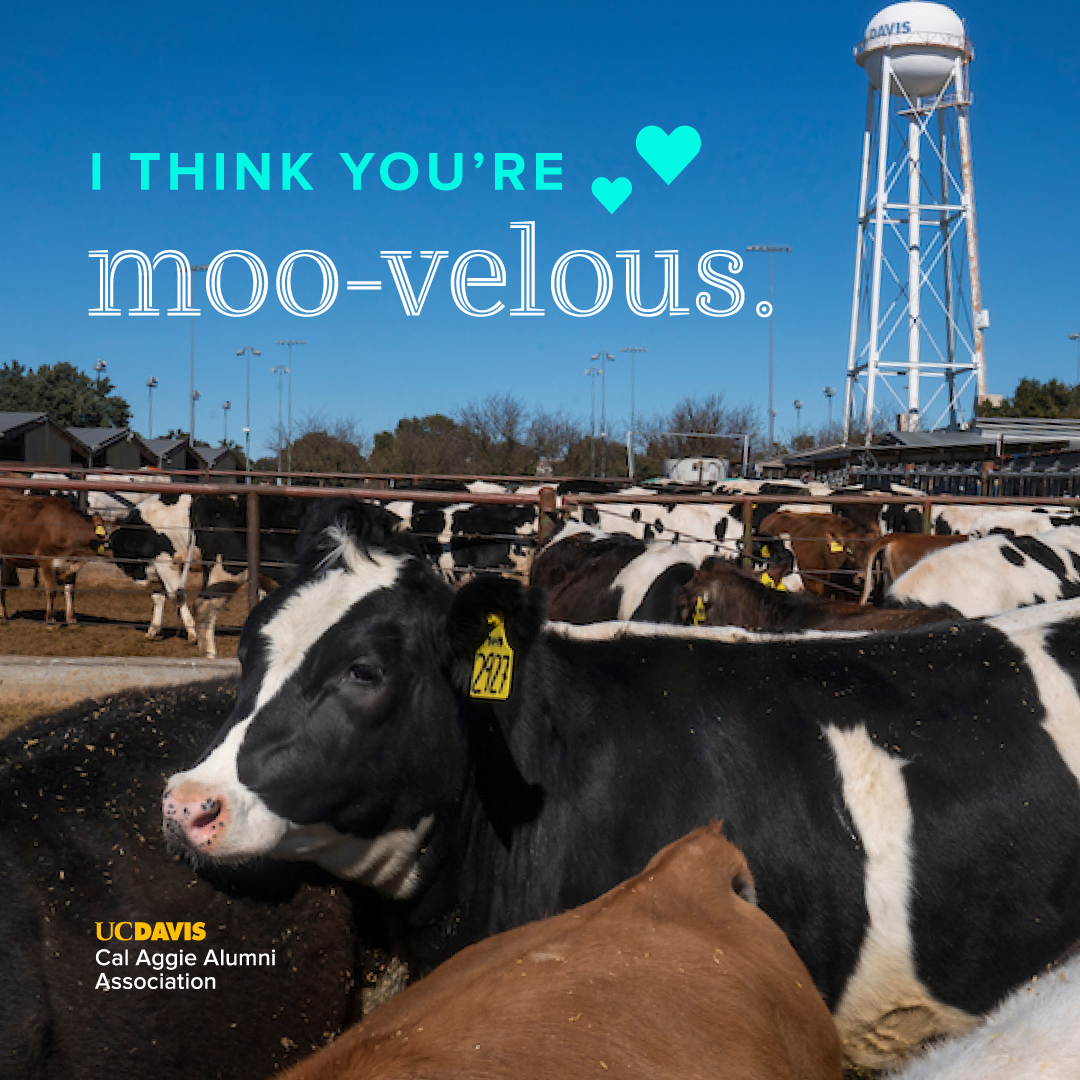 I think you're moo-velous