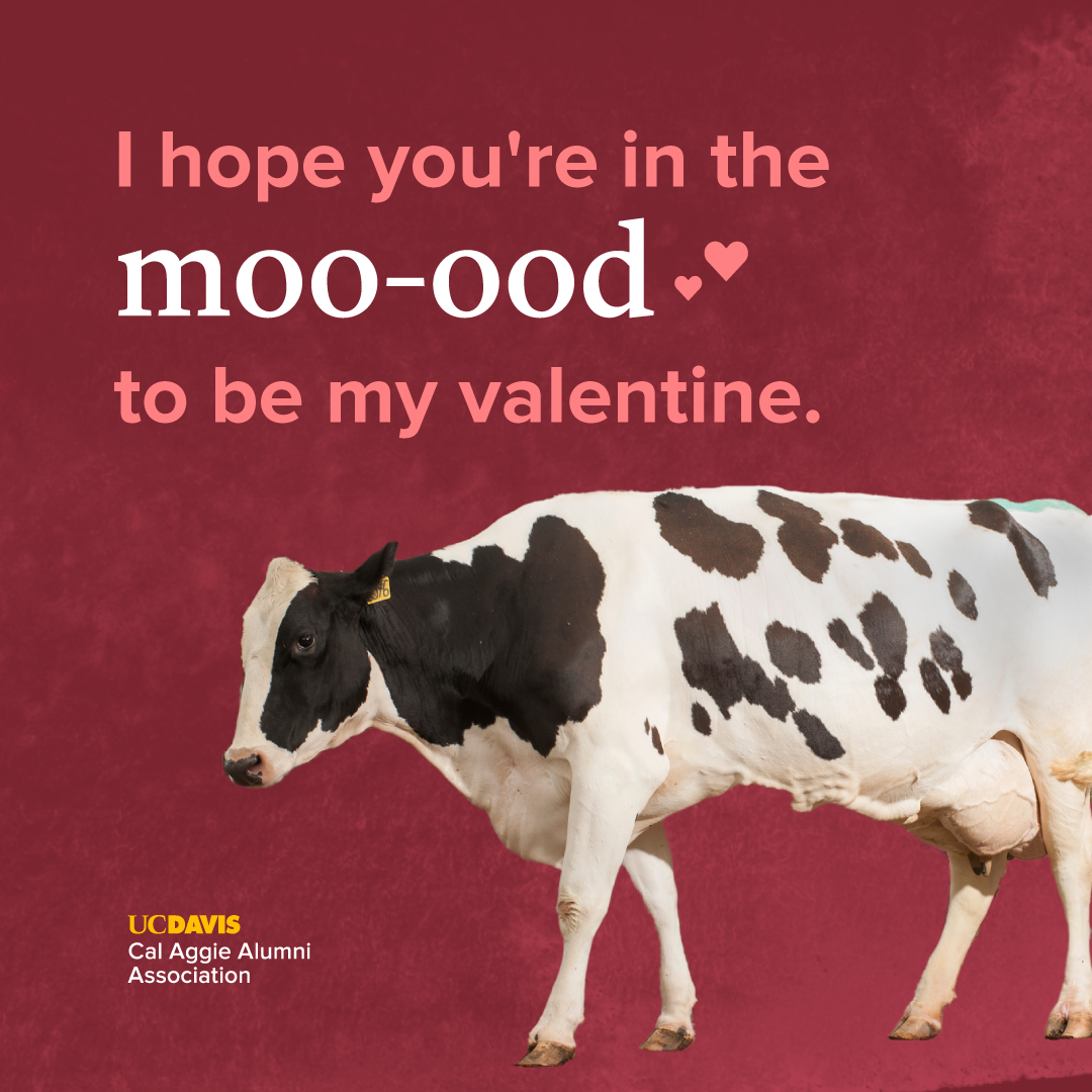 I hope you're in the moo-ood to be my valentine