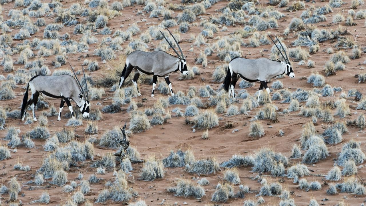 Elmore’s current exhibit features photographs of several different kinds of wild animals, including this photo of three gemsbok – a type of antelope – taken in Namibia. Clyde Elmore