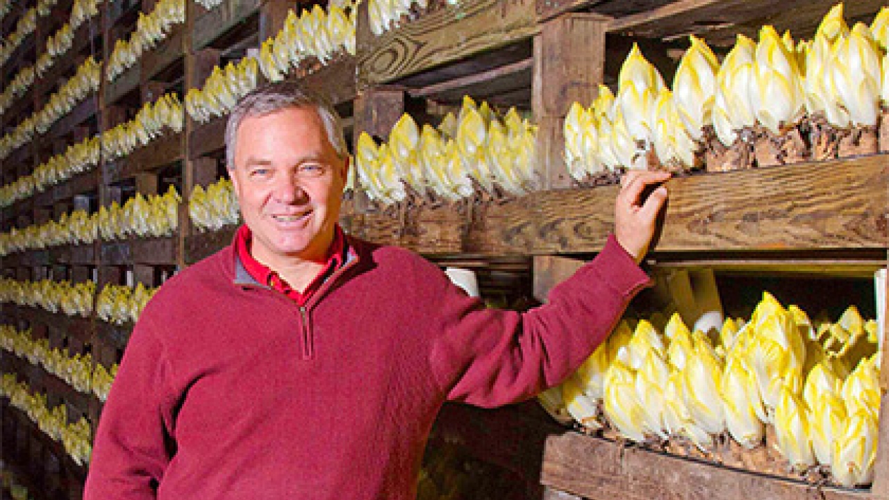 Richard Collins in front of rows of endive