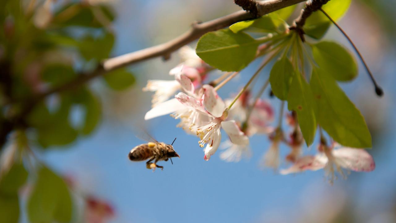The flowers of spring have come out in their colors of yellow, white, pink and red on March 29, 2018. A bee collects pollen.