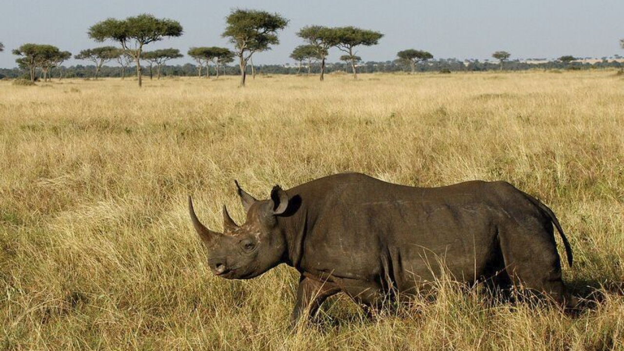 A rhinoceros in Kenya.
