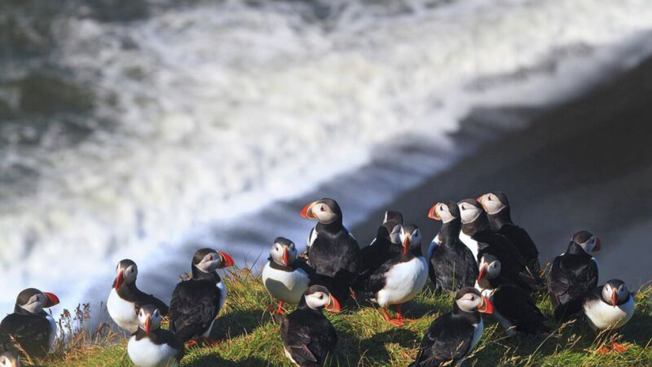 Puffins in Iceland
