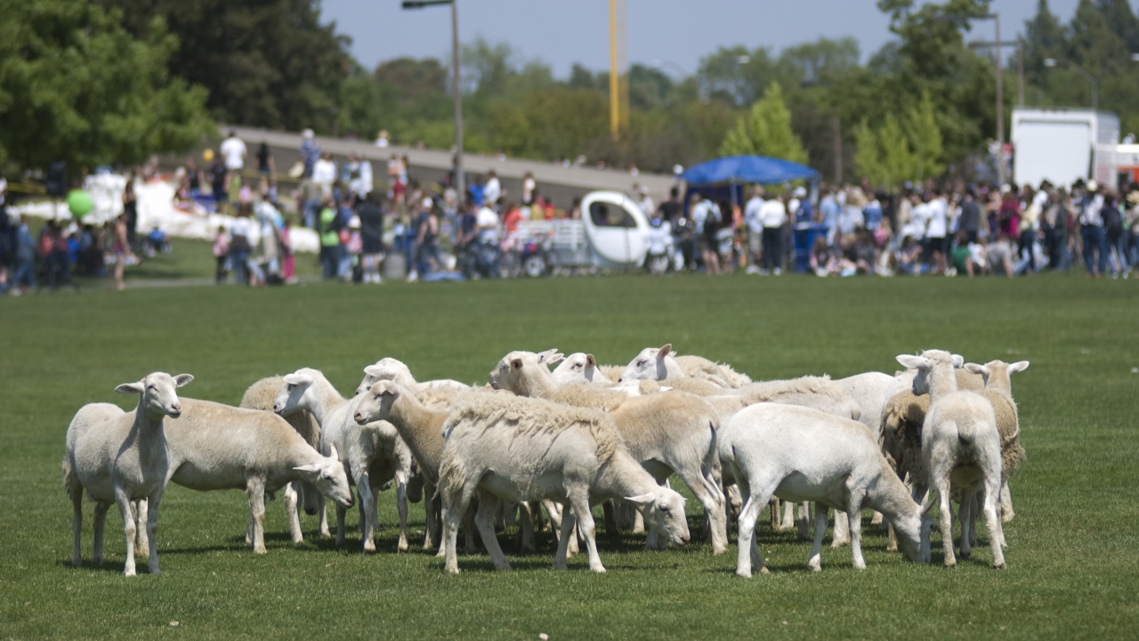 A flock of sheep graze on Hutchinson field