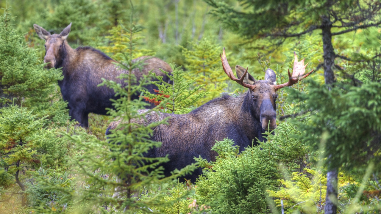 Two moose somewhat concealed among young pine trees and brush.