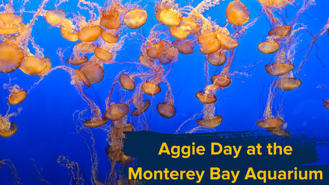 Jellyfish floating in a tank with superimposed script "Aggie Day at the Monterey Bay Aquarium"