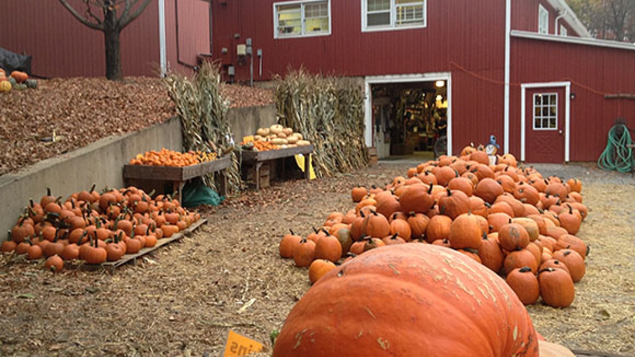 Orange pumpkins piled in front of a barn