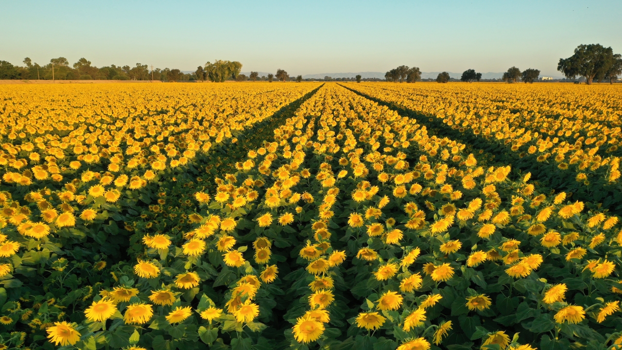 A drone image of a large field of sunflowers.