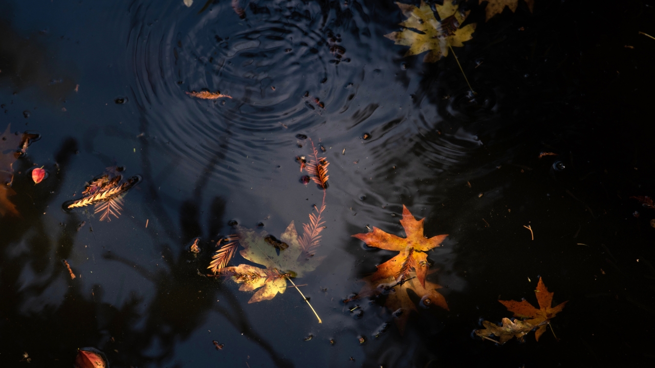 Leaves in a body of water