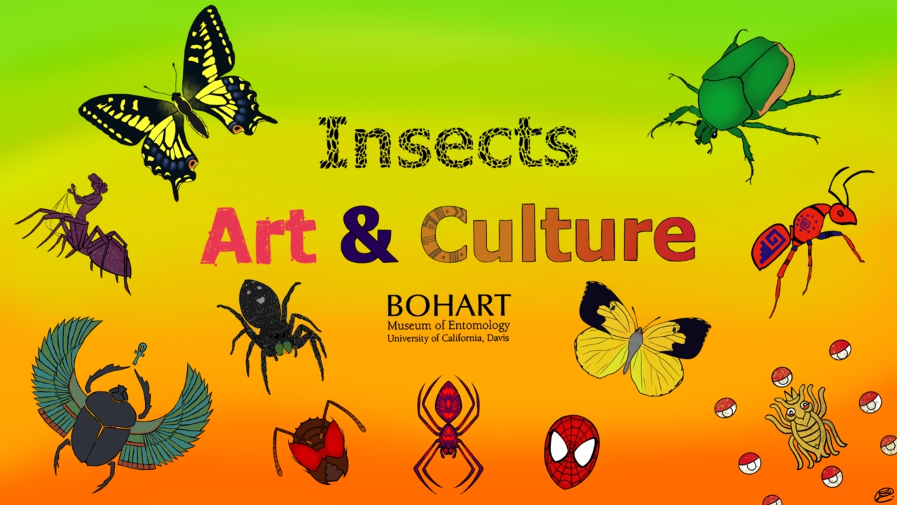 Insects, Art and Culture at the Bohart Museum 