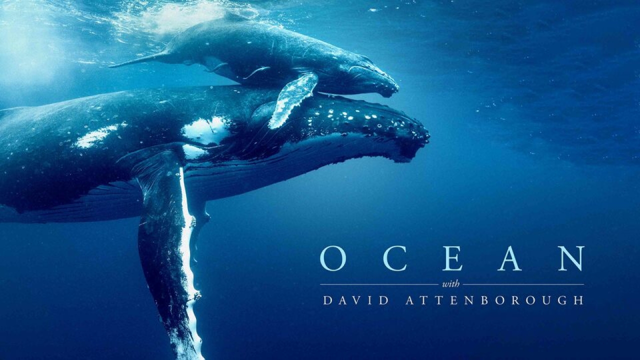 Ocean with David Attenborough poster with two whales