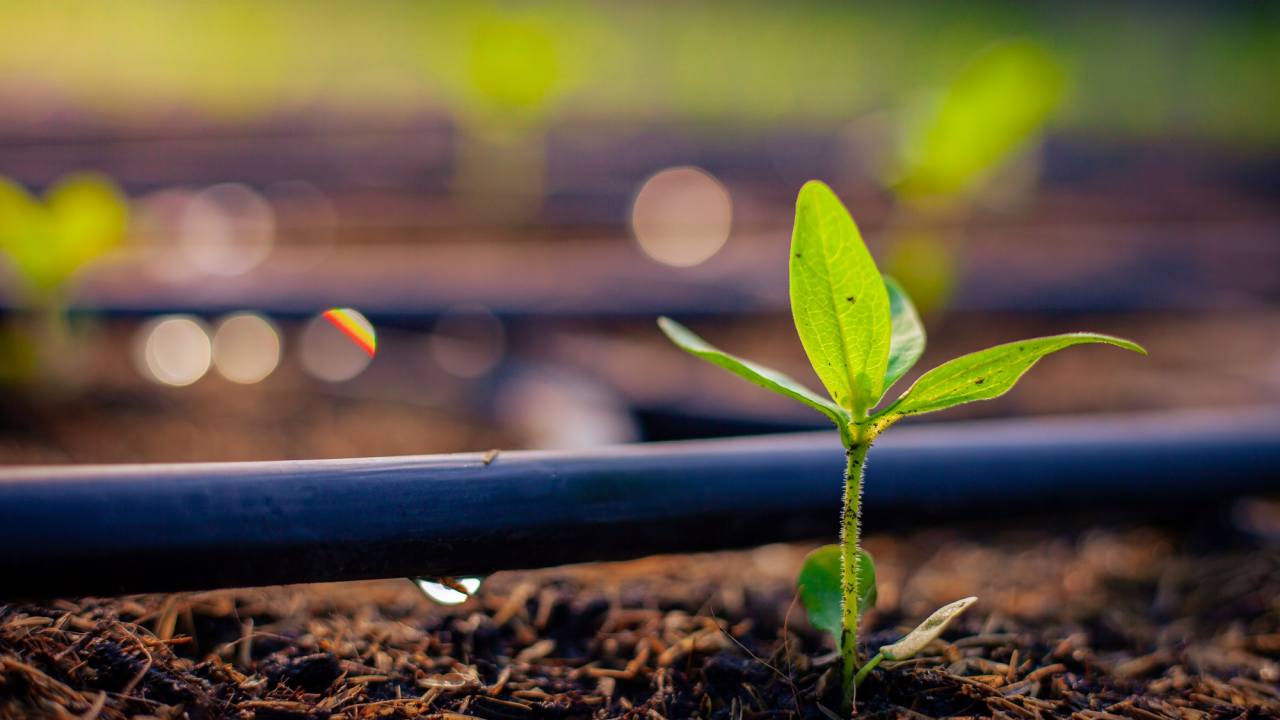 picture of a plant in soil