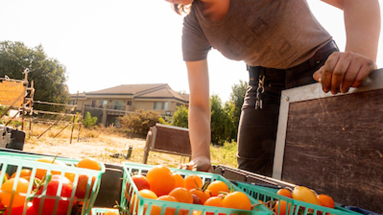 a student with cherry tomatoes in baskets