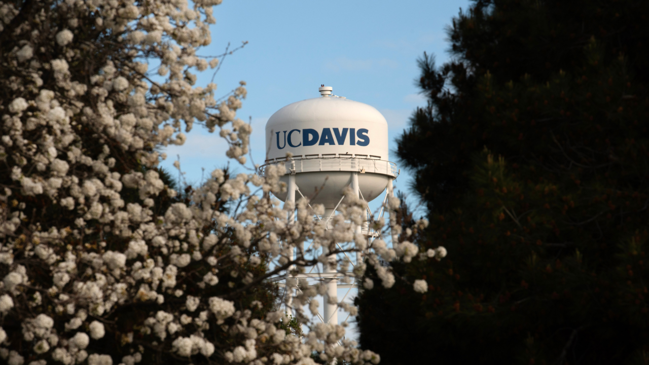 UC Davis logo on water tower framed by white blossoms against blue sky