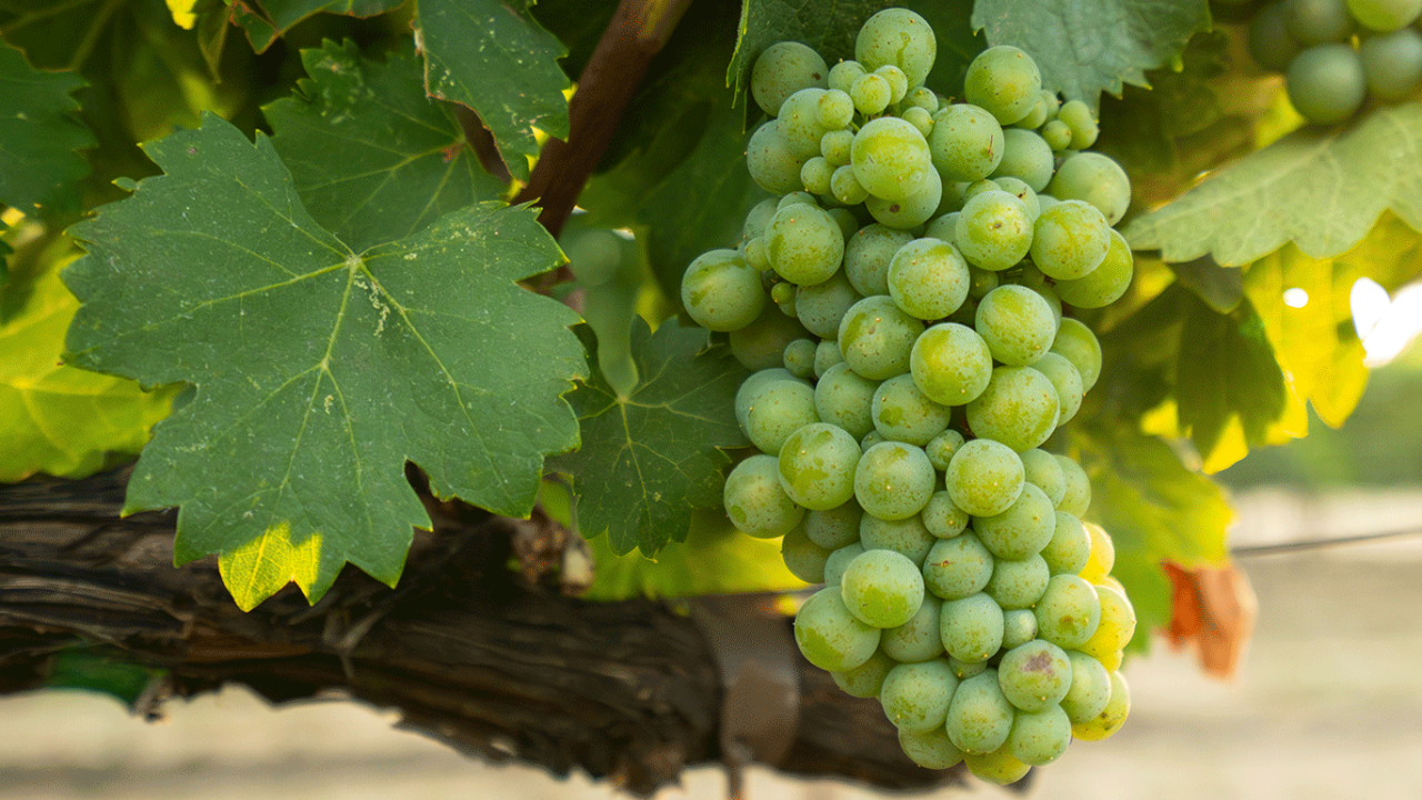 green grapes on vine