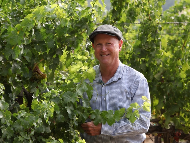 Smiling older man in cap among green grapevines in sunlit vineyard