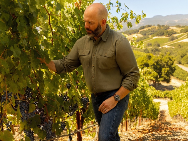 Bald man in olive shirt picking grapes in sunlit hillside vineyard (photograph)