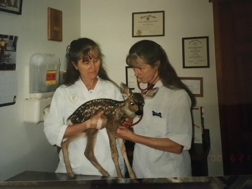 Two veterinarians in lab coats holding up a fawn on an exam table and using a stethoscope to listen to its heartbeat. 