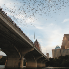Bats Leaving Congress Ave Bridge