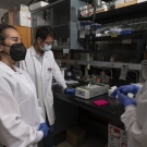Chancellor’s Fellow and Assistant Professor of Environmental Toxicology Michele La Merrill provides her students with career-shaping lab experience studying environment related diseases in La Merrill Lab.