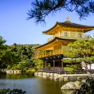 A beautiful shrine surrounded by Japanese pines sits by a peaceful lake.