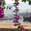 Harbor with sailboats and masts framed by pink bougainvillea, calm water and hills