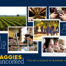 Images of wine vineyard, grapes and people drinking wine