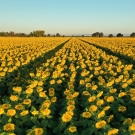 A drone image of a large field of sunflowers.