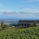 Vineyard rows leading to a hillside house with trees and distant lake under blue sky