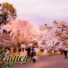 Photo of Japanese Cherry Blossoms in Tokyo during the sunset. Paired with a UC Davis Banner
