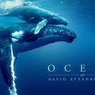 Ocean with David Attenborough poster with two whales
