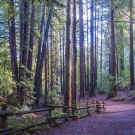Redwood forest picture