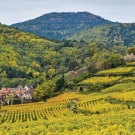 france vineyards