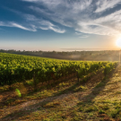 a vineyard with a sunset and a side bar on the left with event info and logos