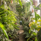 Botanical Conservatory Terrarium Workshop and Tour