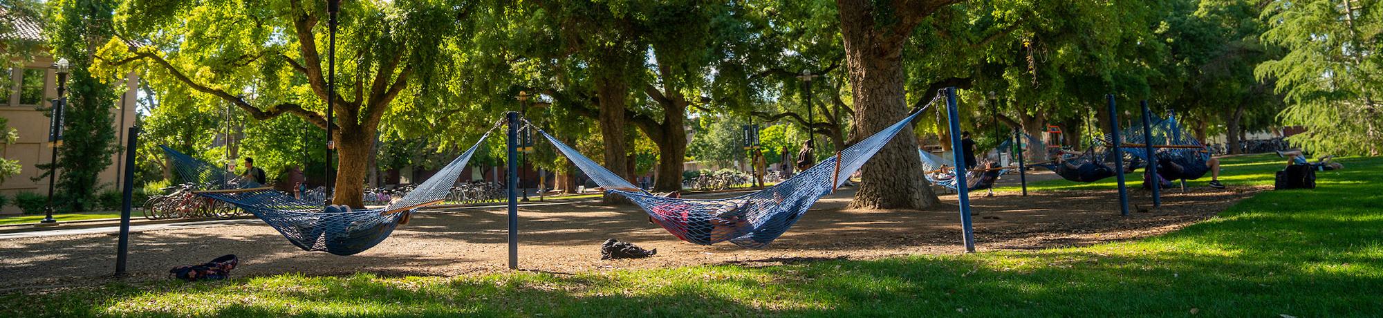 Students in hammocks on UC Davis quad