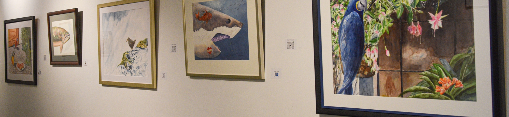 A wall lined with framed watercolor paintings.